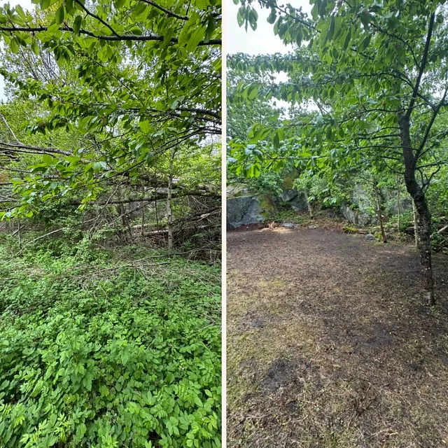 Ryddet skog, før og etter