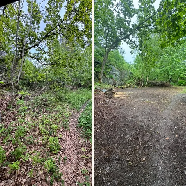 Rydding av skog, før og etter