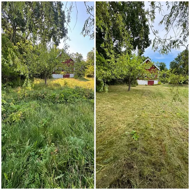 Før og etterbilde av grodd igjen gressplen