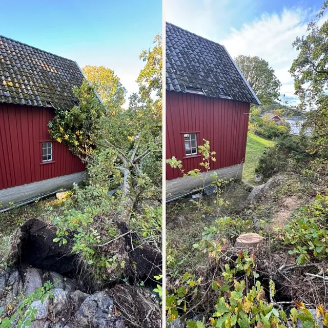 Før og etter, trefelling